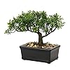 Artificial Bonsai Tree Juniper Faux Plants Indoor Small Fake Plants Decor with Ceramic Pots for Home Table Office Desk Bathroom Shelf Bedroom Living Room Farmhouse Decorations