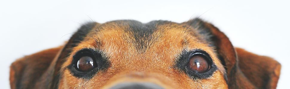 Emporium Pets Dog Dental Chew Toy, Dog Toys, Dog Chew Toys for Puppy, Dog Chew Toys for Aggressive Chewers, Dog Toothbrush Toy, Dog Teething Toys, Dog Chew Toys Dogs