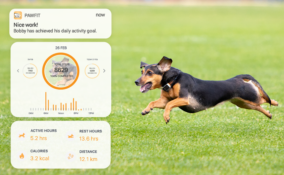 Pawfit, Dog tracker, waterproof, monitor