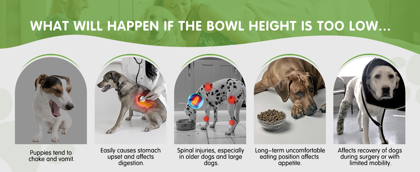 dog elevated bowls