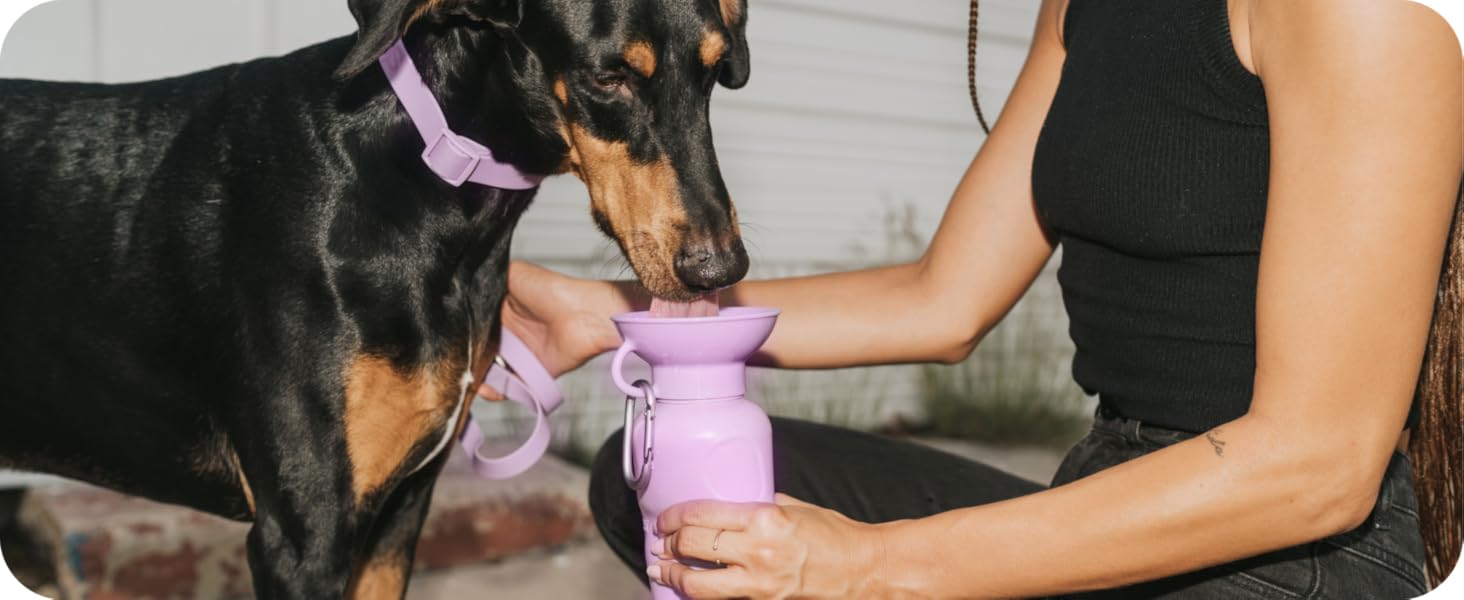 springer dog water bottle travel