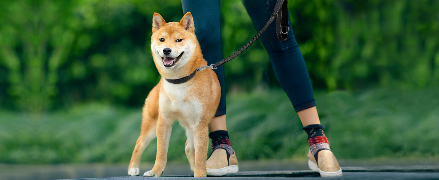 Padded Breathable Soft Dog Collar