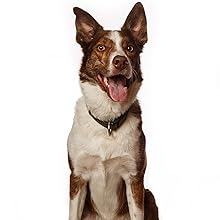 Premium Pigs Ears For Dogs - 8 Large Pieces for Highest Welfare Grade Best treats for dogs