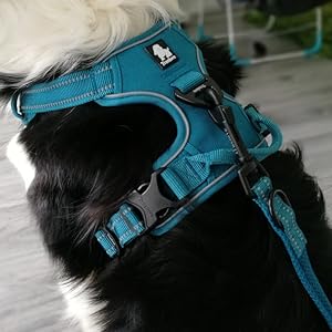 dog harness5