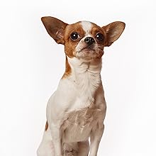 Premium Pigs Ears For Dogs - 8 Large Pieces for Highest Welfare Grade Best treats for dogs