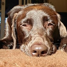 Vet Fleece Bedding Vet Bed