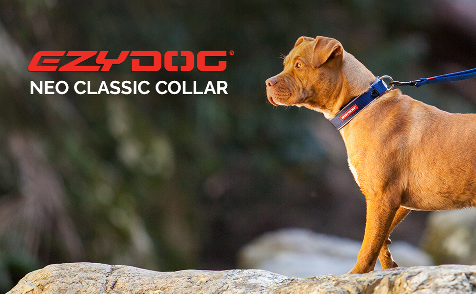 neo-dog-collar-module-1