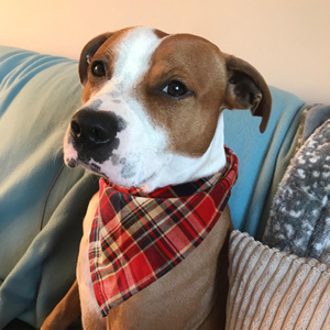 Dog Bandana, VIPITH 8 Pack Plaid Bibs Scarf, Washable Reversible 2