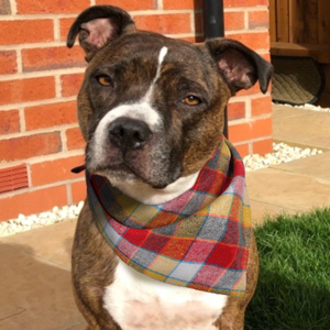 Dog Bandana, VIPITH 8 Pack Plaid Bibs Scarf, Washable Reversible 4