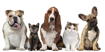 Vejaoo Dog Bed Mattress suitable for pet