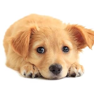 VETIQ Fast Pain Relief Teething Gel With Applicator, Helps Reduce Unwanted Chewing For Dogs & Puppies 4+ Week, 50 g 2