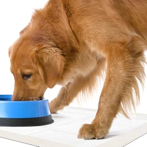 OUT! Go Here Absorbent Pet and Puppy Training Pads |100 Pads